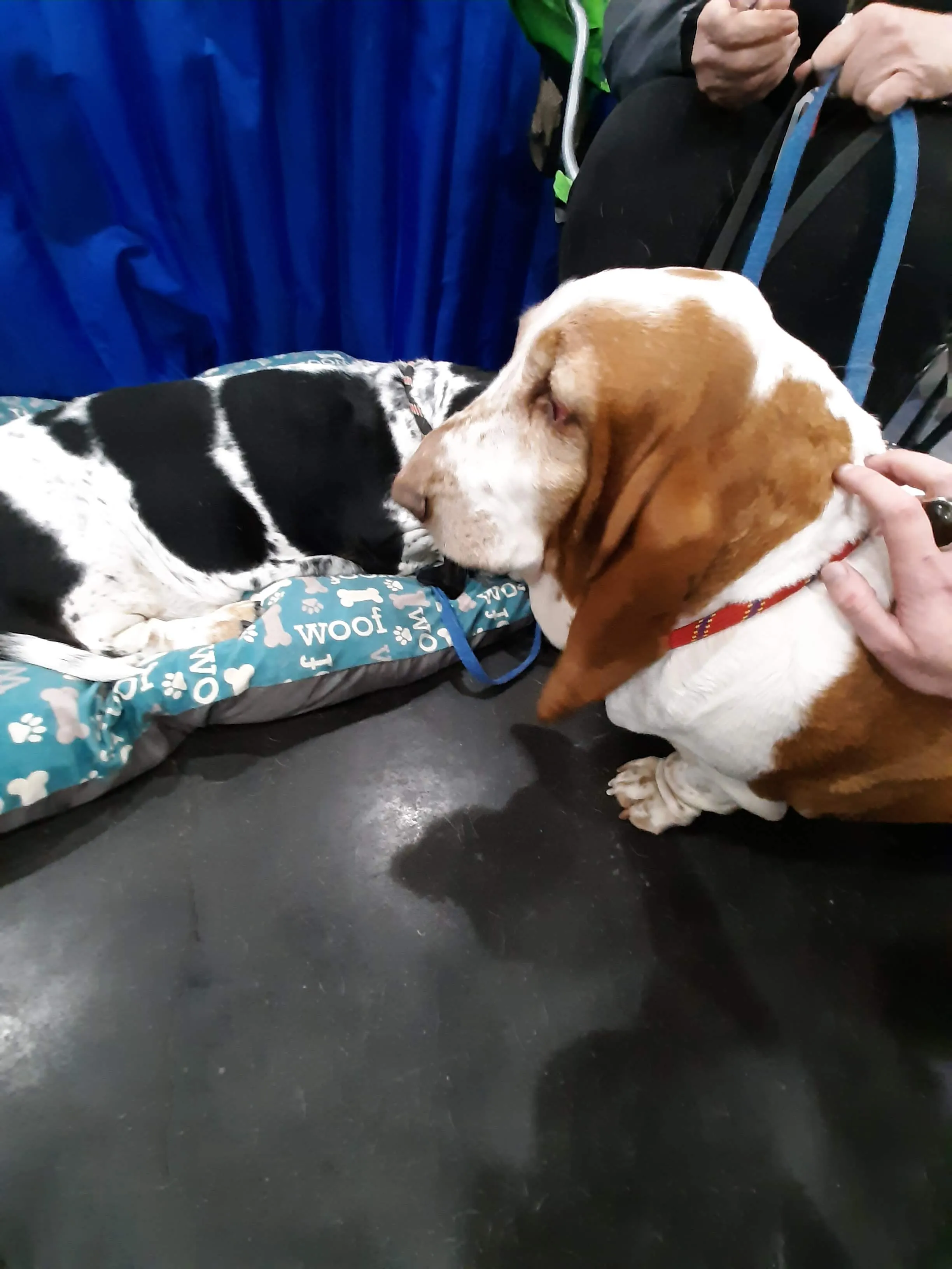 Another adorable Basset Hound, looking relaxed and sleepy at the Meet the Breeds event.