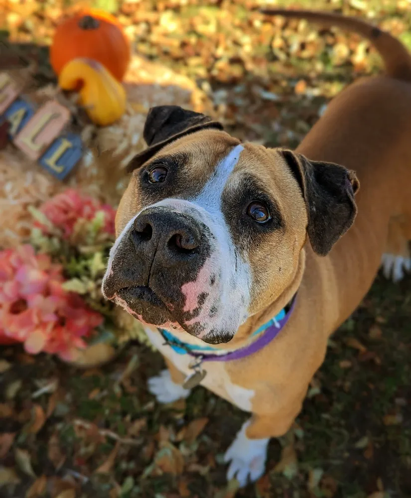 Apollo, a 10-year-old easygoing male American Staffordshire Terrier mix from Denver, who loves treats and walks