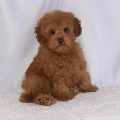 Apricot Poodle Puppy
