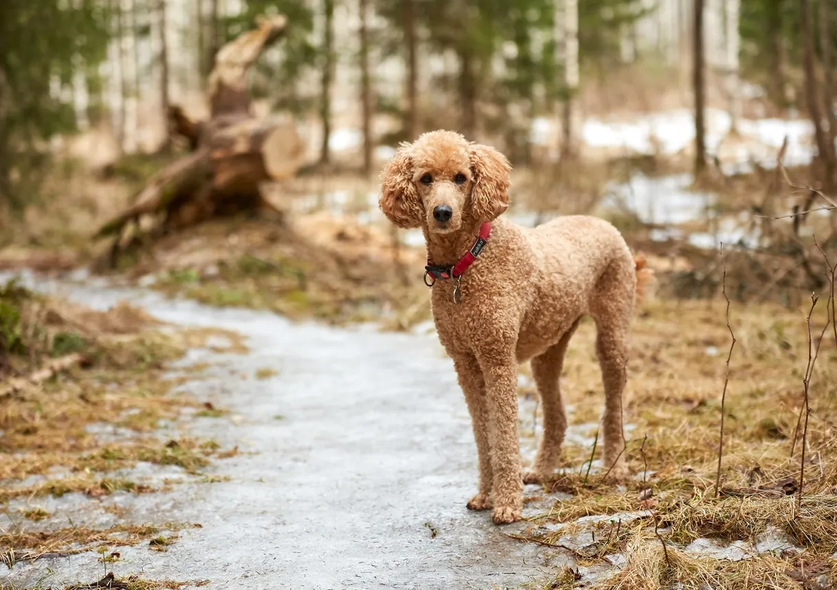 Apricot Standard Poodle looking alert on a forest trail