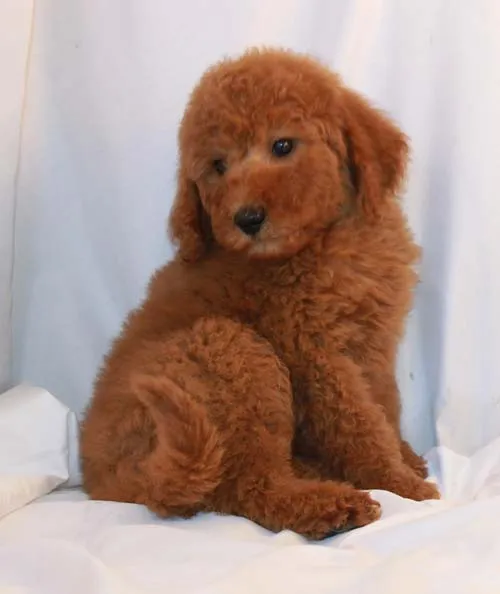 Apricot Teddy Bear Poodle puppy sitting in grass.