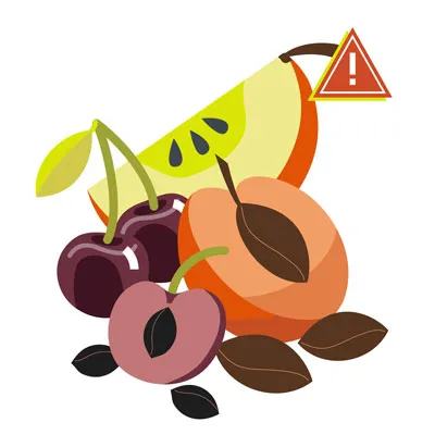 Assorted fruit pits and seeds from apples, apricots, cherries, and plums, highlighting their danger to dogs.