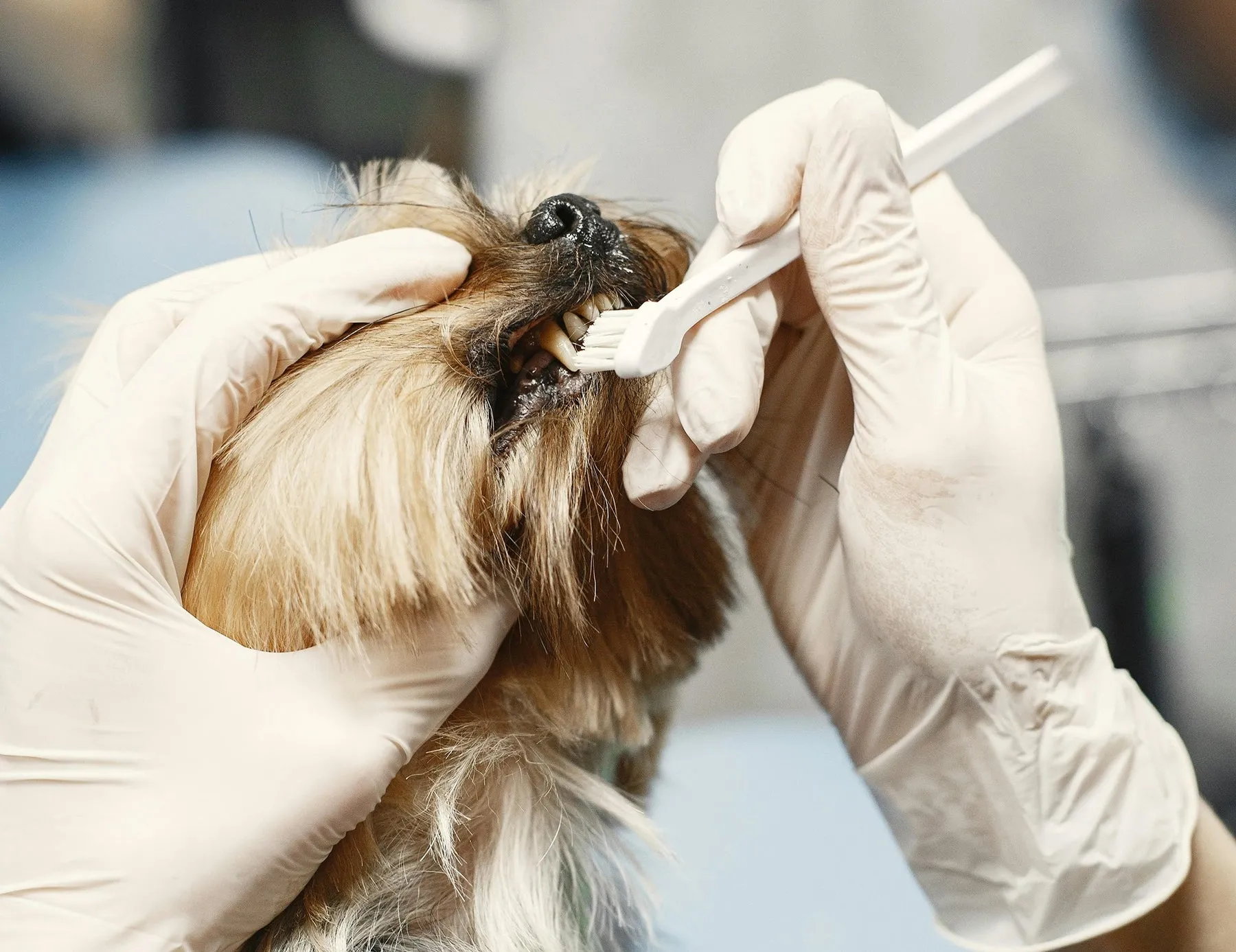 Assortment of dog toothbrushes designed for effective dog dental hygiene alongside a toothbrush chew toy