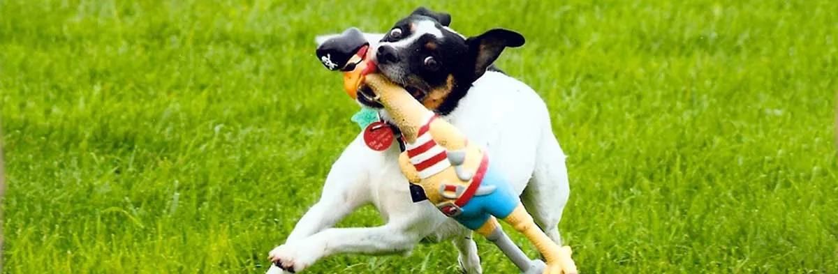 Assortment of durable and interactive toys suitable for Jack Russell puppies, including a Kong, rope toy, and chew bones