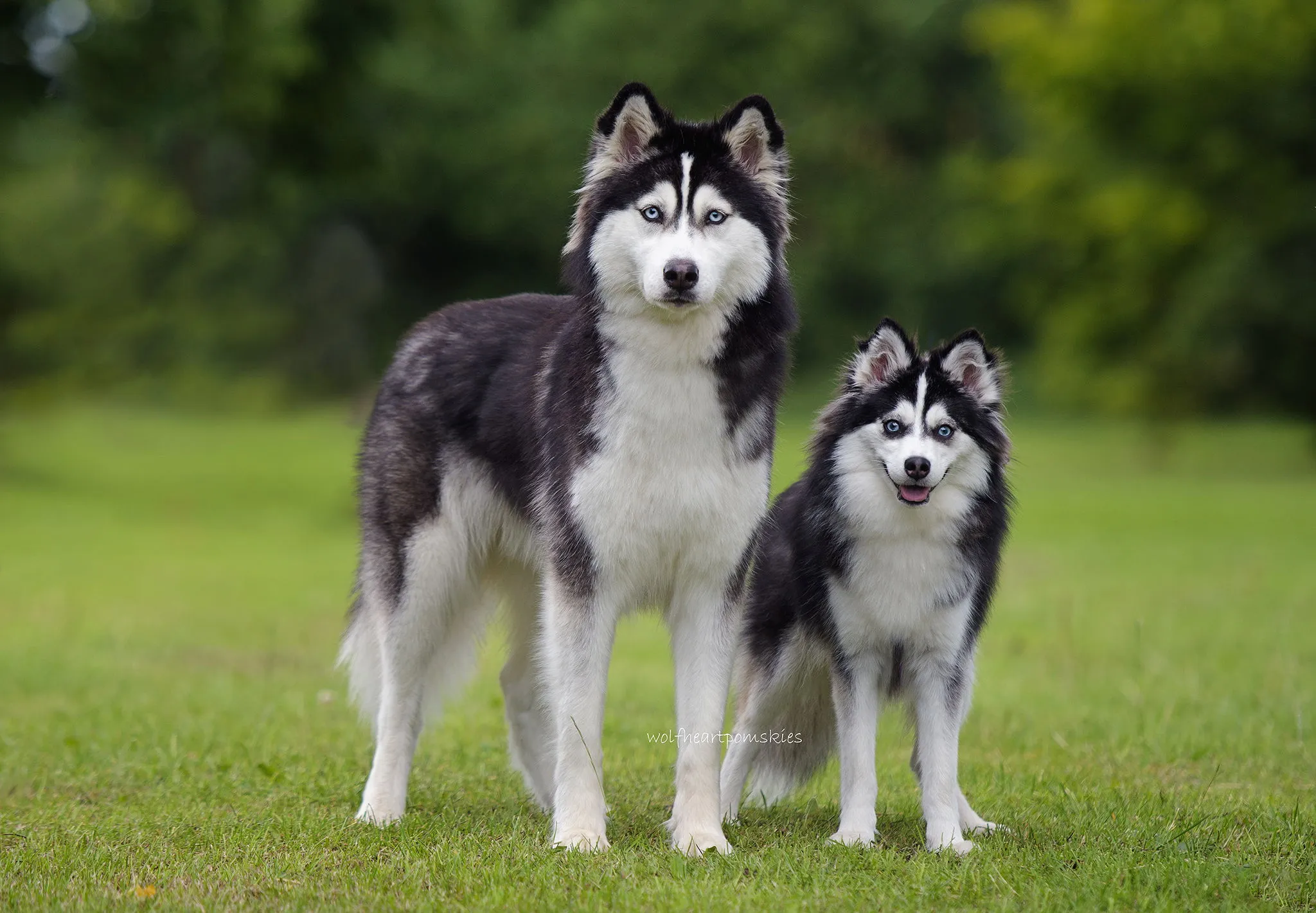Astra, a larger Husky, and Alaska, an 8.5kg Pomsky, standing side-by-side to visibly demonstrate the size difference between a Husky and a standard Pomsky.