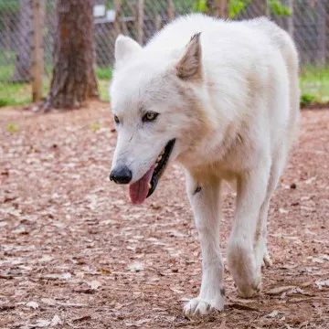 Athena Needs Sponsorship