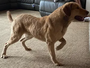 Athletic Artic Surf Breaker, a male Chesapeake Bay Retriever bred for hunting
