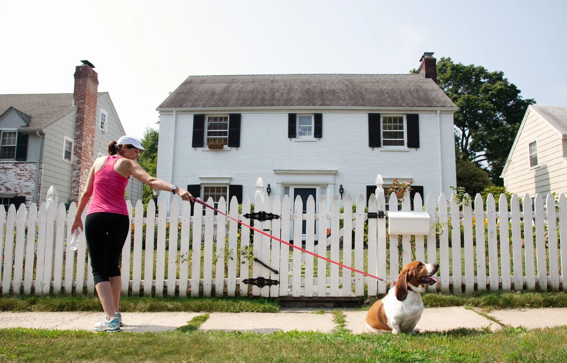 Attentive dog looking at its trainer, demonstrating focus in obedience training