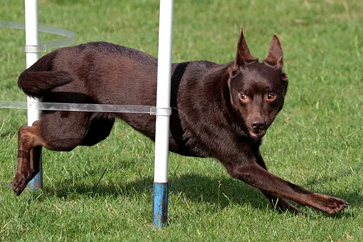 Australian Kelpie skillfully weaving through agility poles, demonstrating focus and flexibility in outdoor basic training.