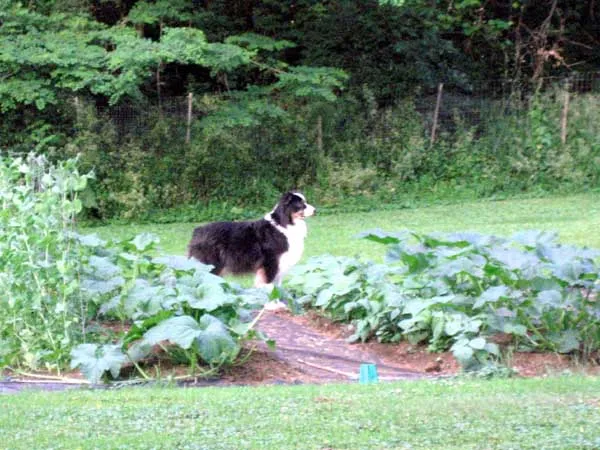 Australian Shepherd puppy diligently &quot;guarding&quot; a home garden, showcasing how giving them a &quot;job&quot; provides mental stimulation and purpose
