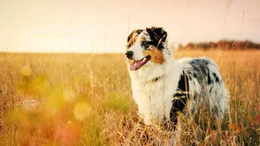 Australian Shepherd standing in a meadow