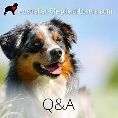 Australian Shepherd with captivating marbled blue and amber eye