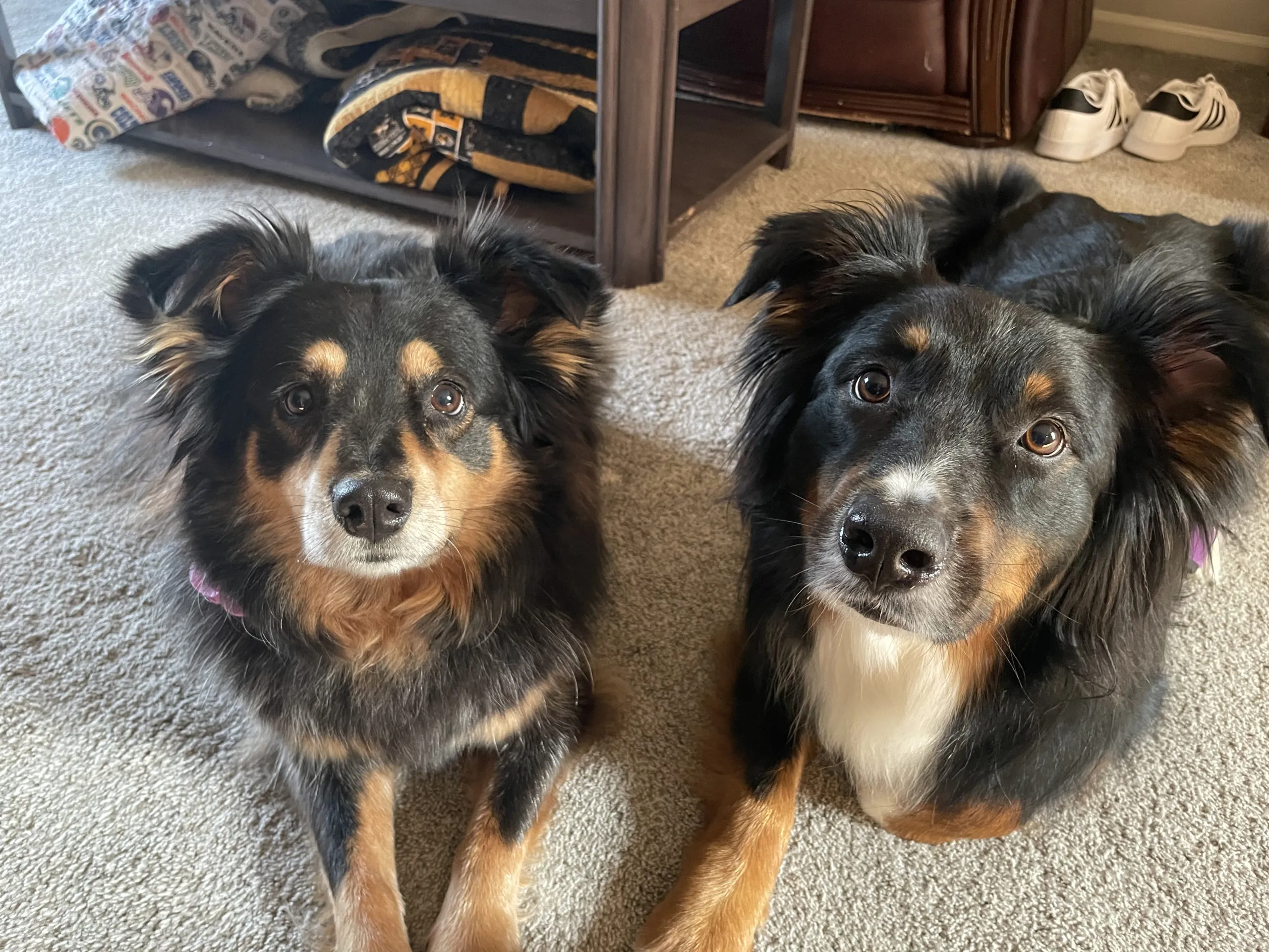 Australian Shepherds Layla and Marshall learning to manage reactivity during a dog training session