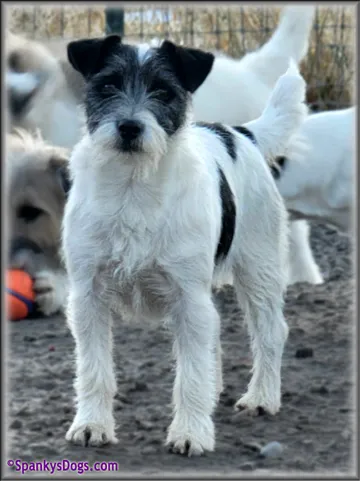 Ava, a black and white lightly broken coat JRT mom
