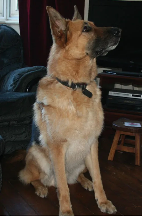 Bailey, a five-year-old German Shepherd needing positive direction