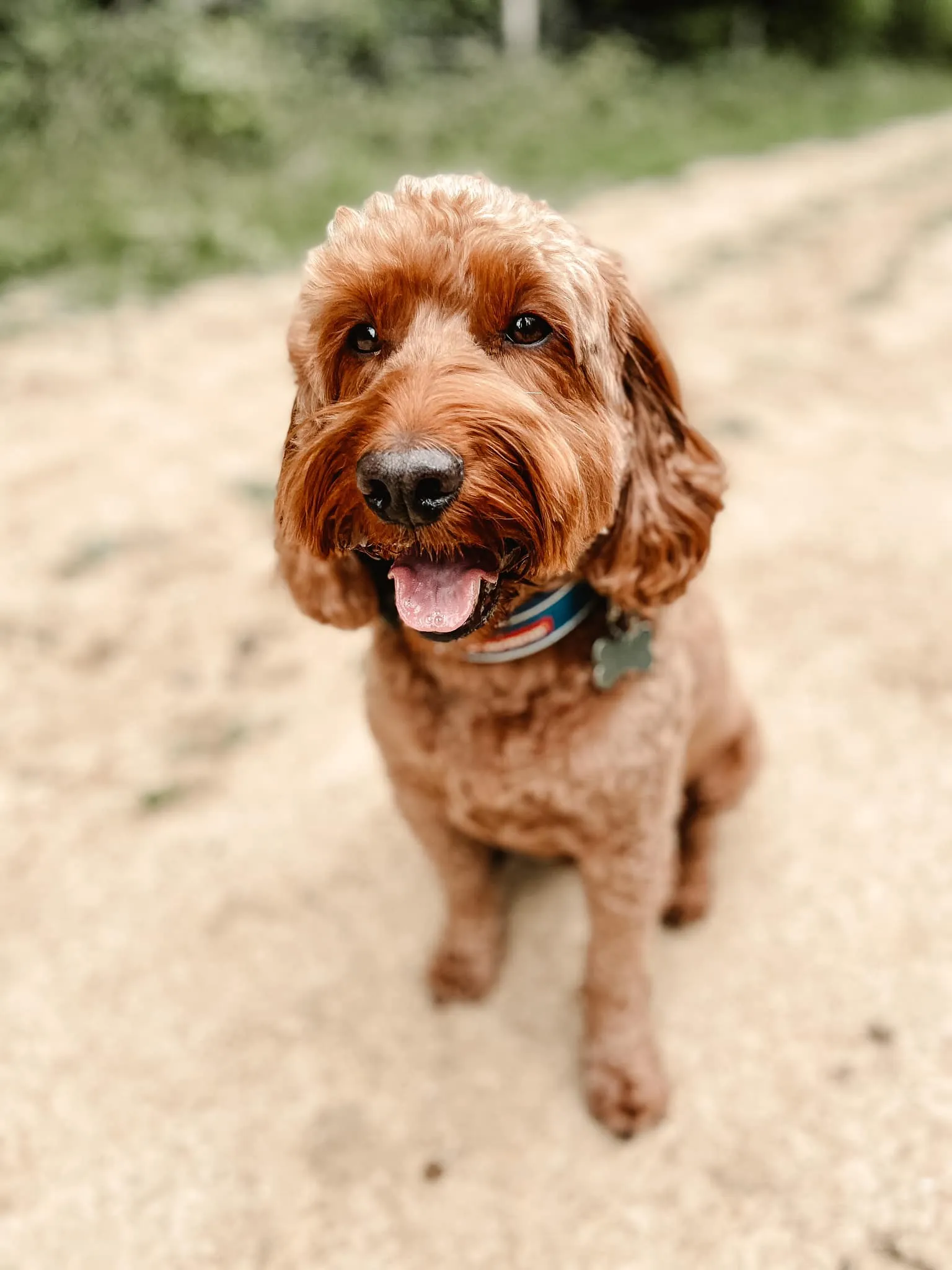 Bailey, a happy dog, eagerly heading into the play area at Daily Dog Digs in Rusper