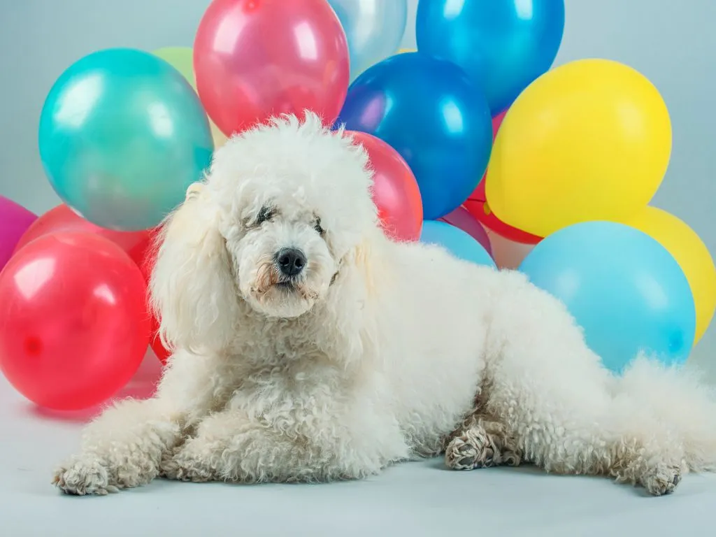 Balloons next to a dog, suggesting static electricity for pet hair removal, a clever trick for getting dog hair out of car carpet