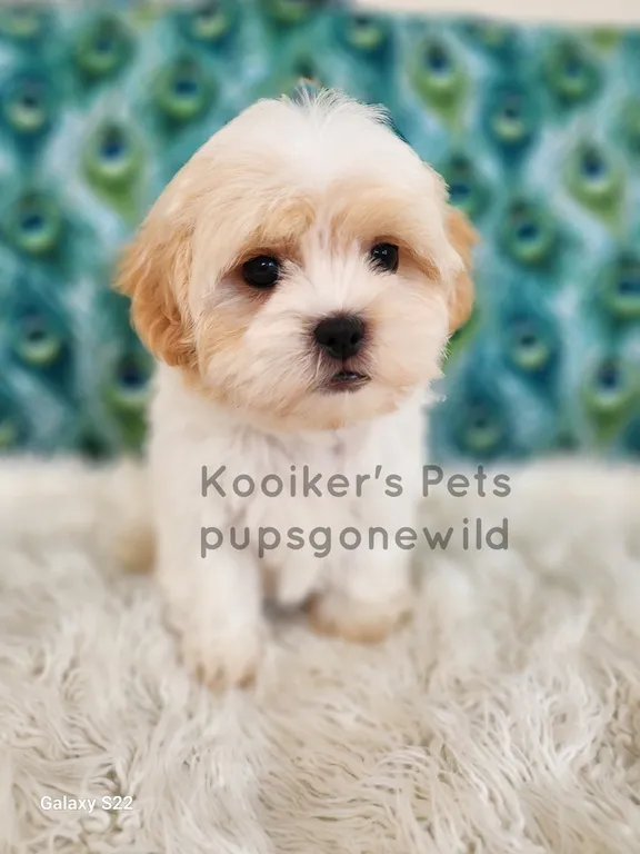 Bandit, a charming black and white Teddy Bear puppy for sale