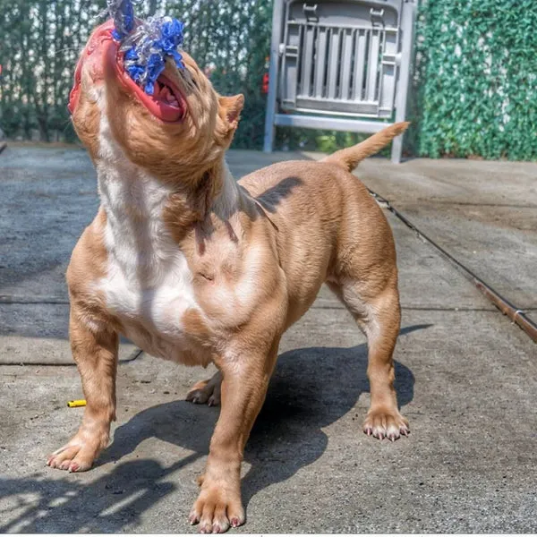 Barbie, an American Bully from Physique Bullies, showing impressive muscle development and fitness results with Bully Max supplements.