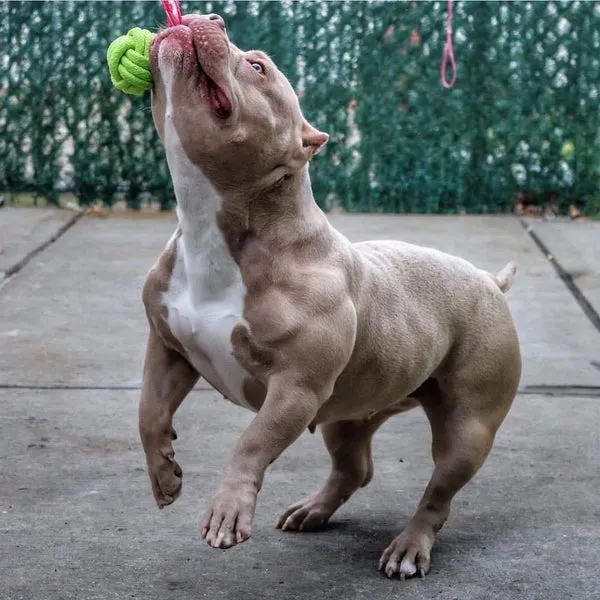 Barbie, the American Bully, engaging in a spring pole workout, demonstrating active exercise combined with Bully Max for optimal results.