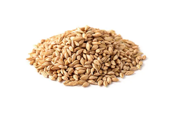 Barley grains, illustrating a source of soluble fiber and carbohydrates in Blue Buffalo dog food.