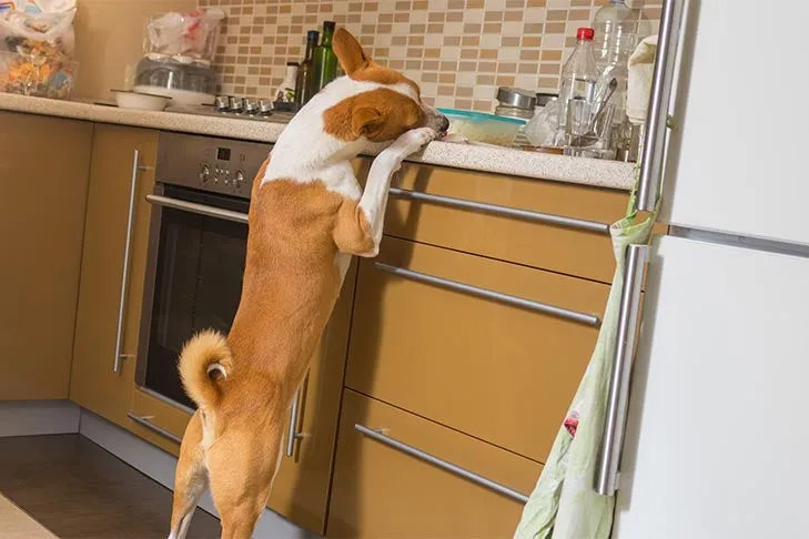 Basenji dog sneaking food off the kitchen counter.