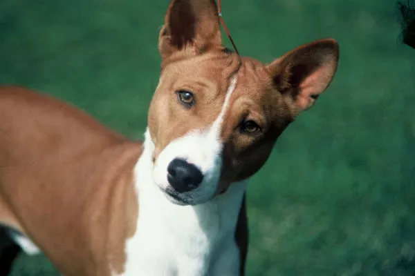 Basenji with short, fine coat