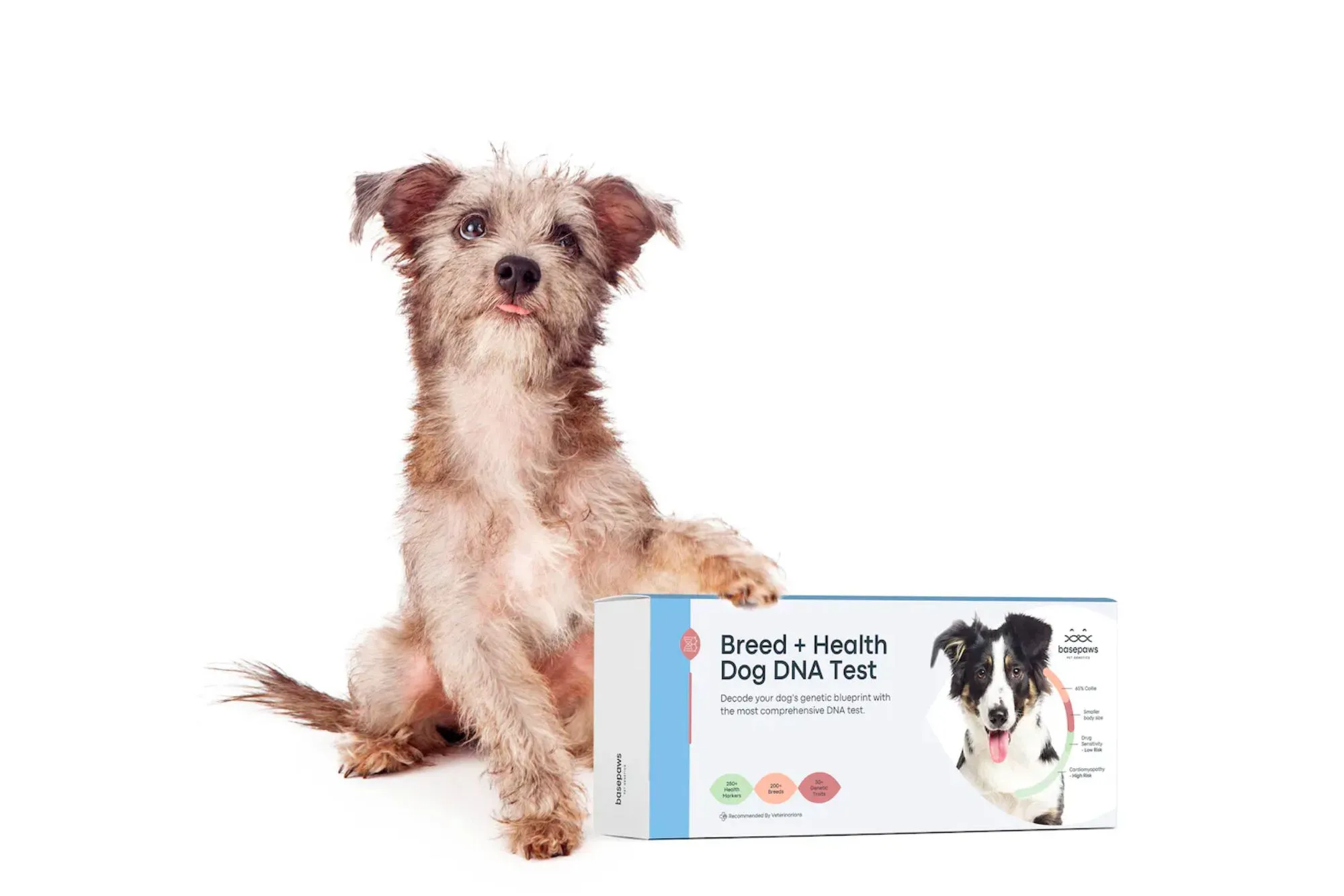 Basepaws Breed + Health Dog DNA Test