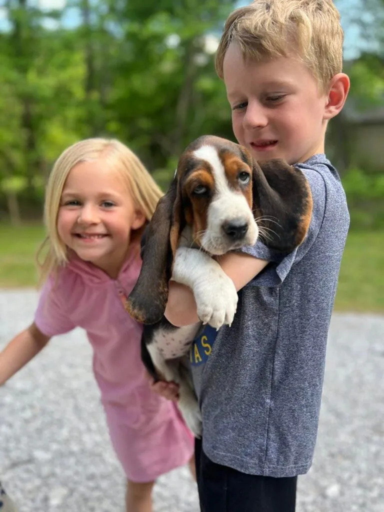 Basset Hound puppy with a partial view of a person