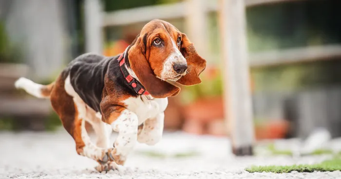 Basset Hound with characteristic long, droopy ears