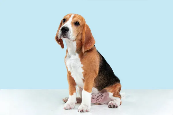 Beagle, a small to medium-sized dog known for its scenting abilities