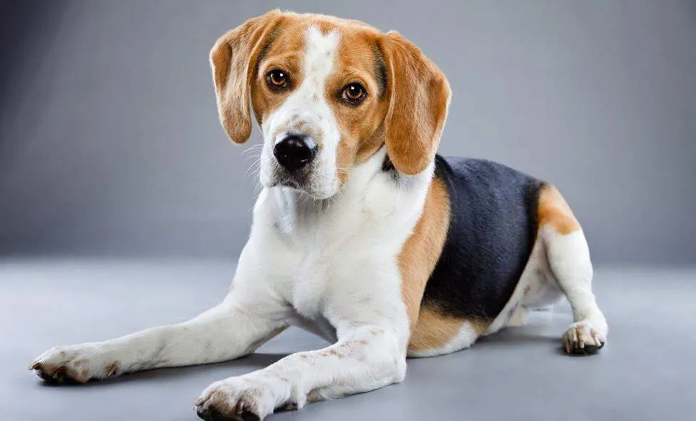 Beagle curiously looking at a cat