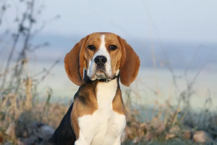 Beagle dog breed portrait in a field, representing the most popular dog breeds