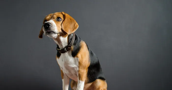 Beagle dog with floppy ears