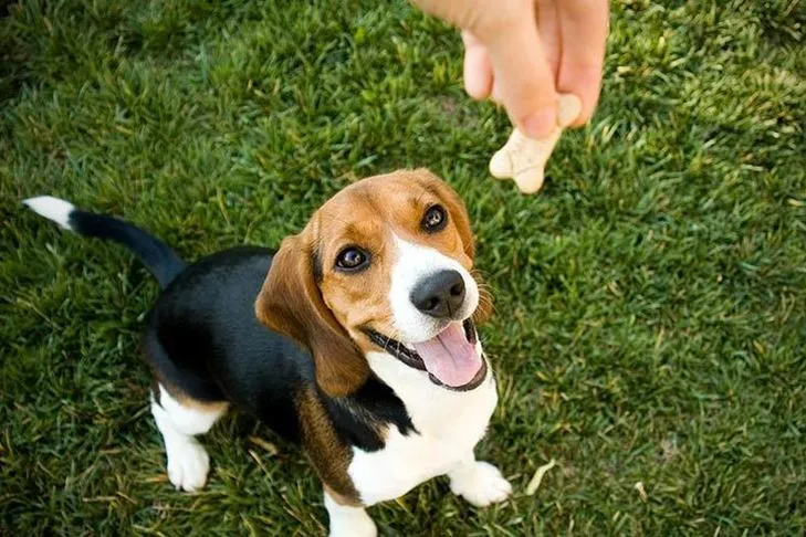 Beagle puppy attentively waiting for a healthy training treat.