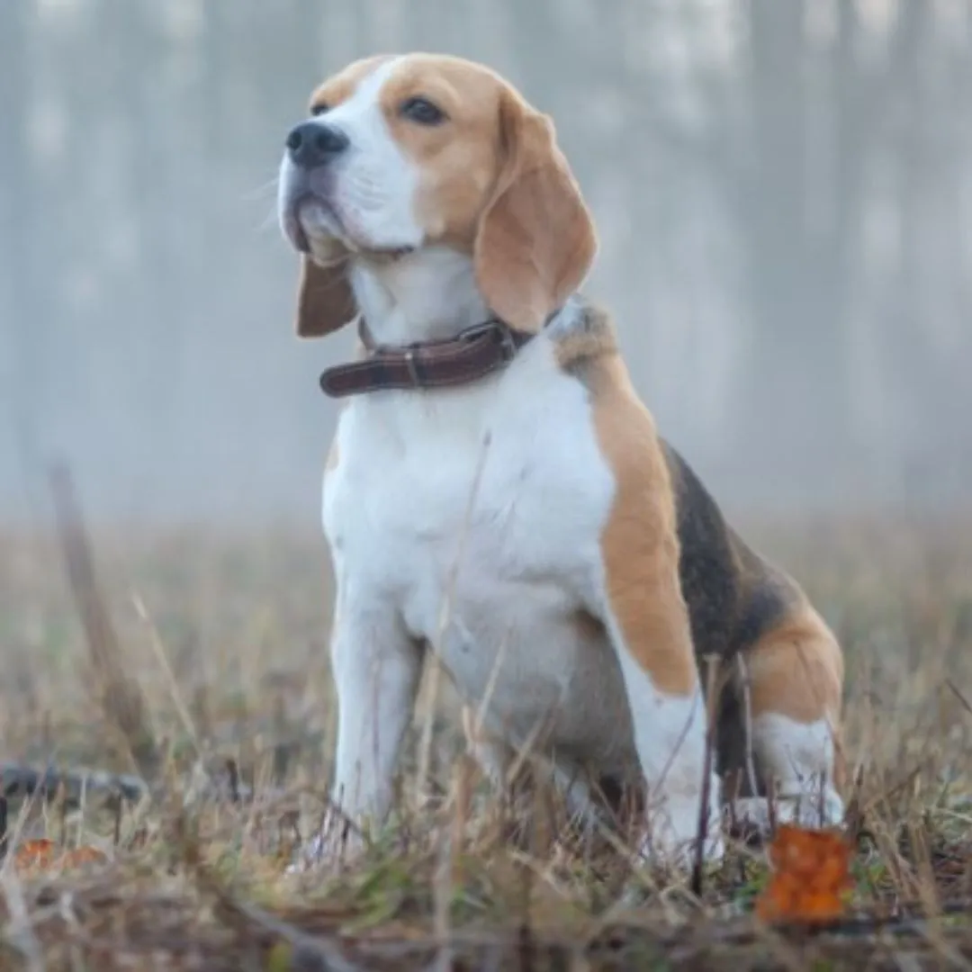 Beagle puppy playing happily