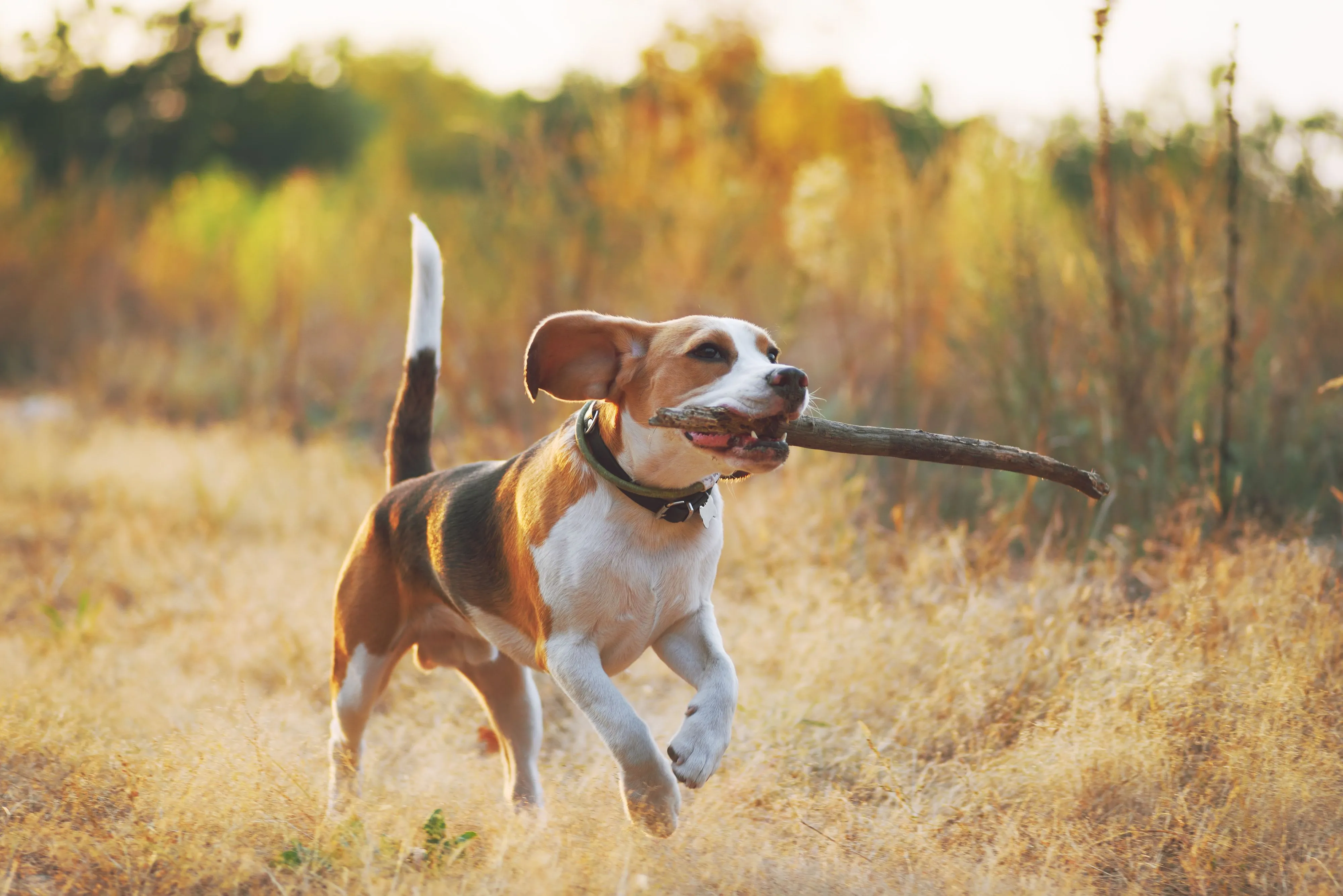 Beagle running with a stick in his mouth