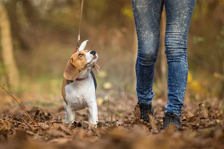 Beagle walking in the Fall with a woman.