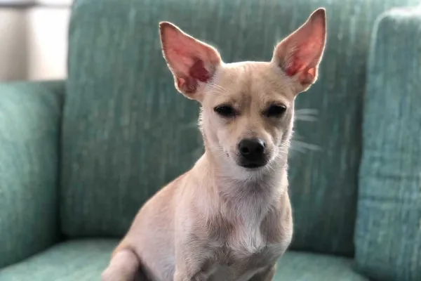 Bean sitting on a green couch, photo