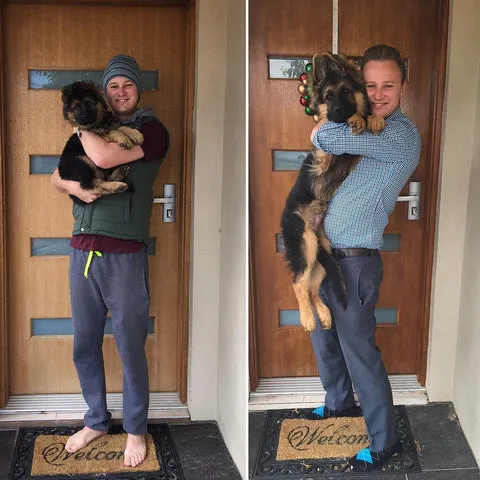 Bear the German Shepherd puppy at 11 weeks and his progression at 20 weeks