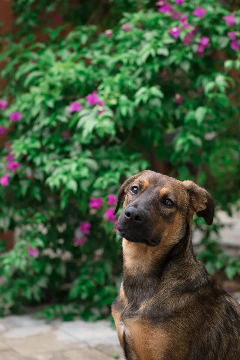 beautiful 5 month old mixed breed puppy, ©Impressions Photography | puppy portraits, Fort Myers, Florida