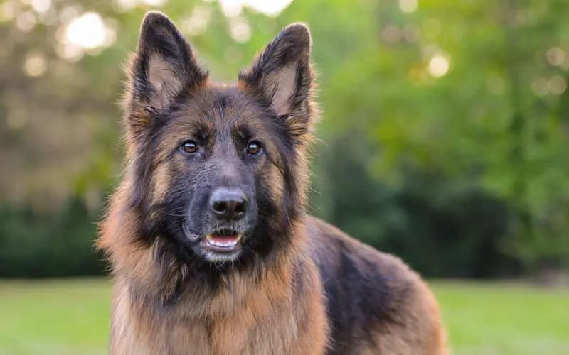 Beautiful adult long-haired German Shepherd dog with a luxurious black and tan coat