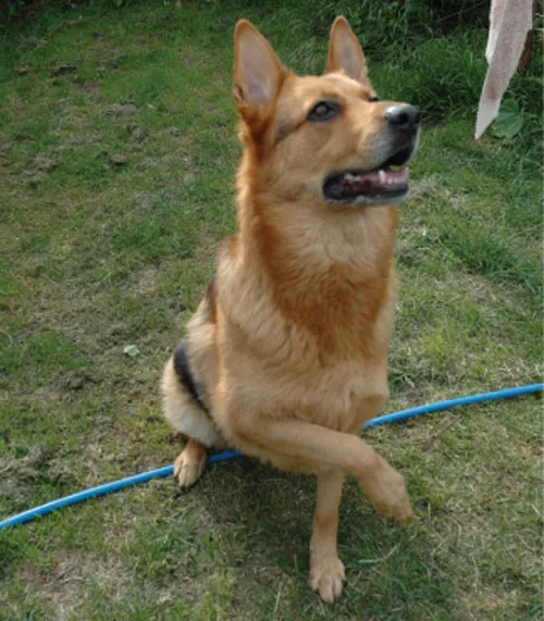 Beautiful spayed German Shepherd Camy Lou needs single pet home