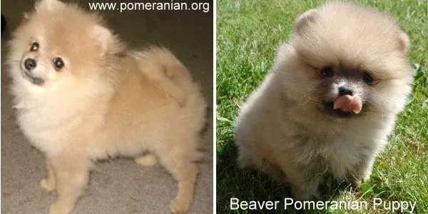 Beaver Pomeranian puppy displaying its unique dilute brown color