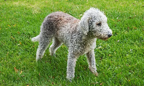 Bedlington Terrier, a graceful, sheep-like terrier that is a genial housemate, alert watchdog, and versatile athlete with a unique low-shedding coat.