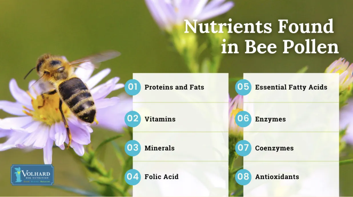 Bee pollen granules in a wooden spoon