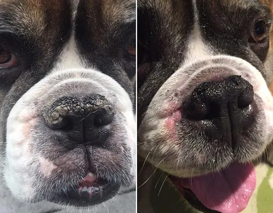 Before and after collage showing significant improvement in a dog's dry, crusty nose after just 24 hours of using Snout Soother balm, illustrating its rapid healing effects.
