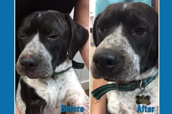 Before treatment photo of a dog with severe skin allergies and inflammation