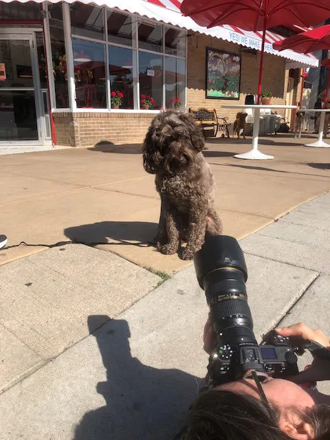 Behind the scenes of a pet photoshoot: an Australian Labradoodle posing cheerfully outside a popular dog ice cream shop.