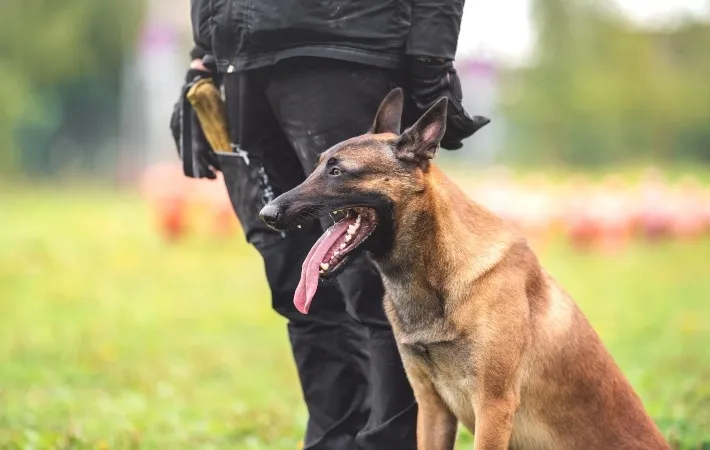 Belgian Malinois in a police K-9 unit